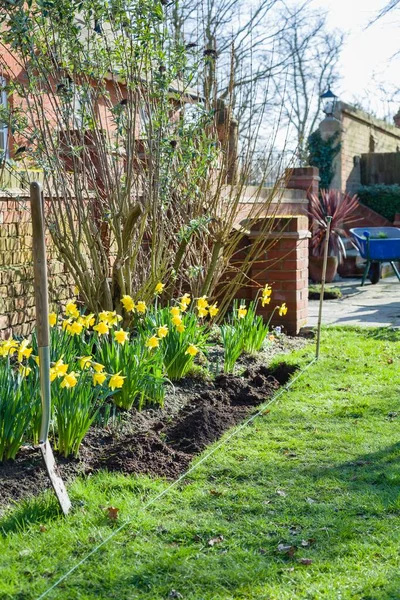 Spring gardening at home. Edging a lawn in a back yard with a spade, UK