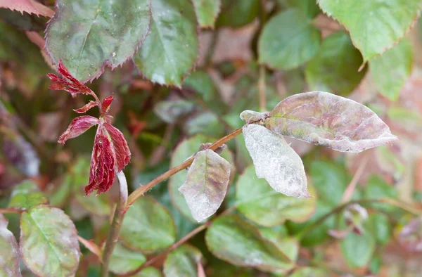 Powdery mildew (podosphaera pannosa) on roses in a garden, fungal disease on rose leaf, UK — Stock Image Powdery Mildew Podosphaera Pannosa Roses Garden Fungal Disease Rose Leaf Royalty Free Stock Images