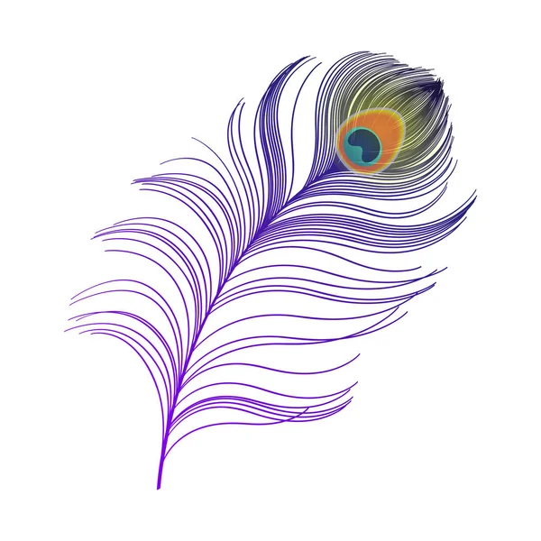 Plume de paon isolée sur illustration vectorielle blanche image
