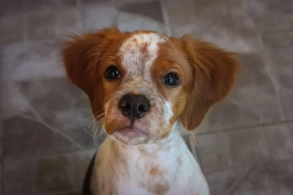 Dört aylık Brittany spanyel köpek yavrusunun portresi.