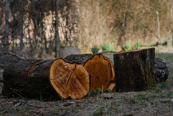 Taze kesilmiş ağaç kütükleri. Kesilmiş ağaç gövdeleri