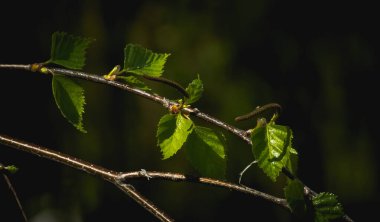 Koyu arkaplanda bir huş ağacının genç bahar yapraklarının yakın çekimi