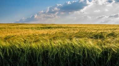 Mavi gökyüzü ve bulutlu sarı ve yeşil buğday tarlası.