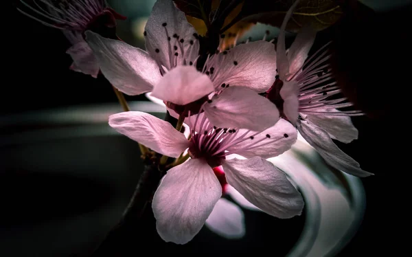 İlkbaharın başlarında, yumuşak, pembe bir kiraz çiçeğinin yakın çekimi.