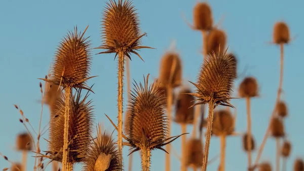 Mavi arka planda kurutulmuş çay bitkilerinin olduğu grubu kapat