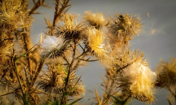 Zbliżenie Suchego Kwiatu Ostu Mlecznego Jesienią — Zdjęcie stockowe