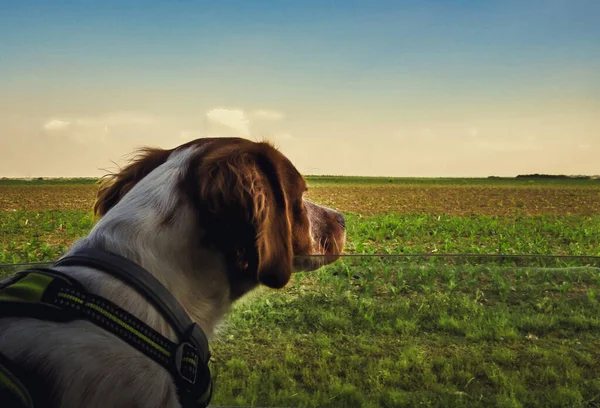 Köpek arabaya biniyor ve pencereden bakıyor.