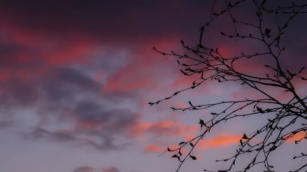 Ağaç dalları, arka planda mor günbatımı gökyüzü ve metin için boşluk ile siluet oluşturur