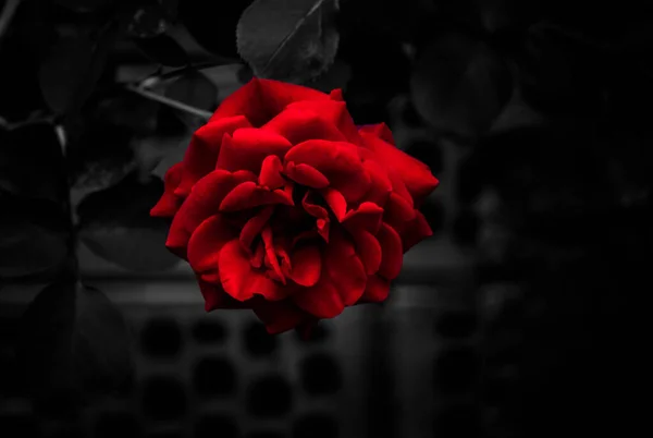 Tek renkli koyu arkaplanda tek kan kırmızısı gül