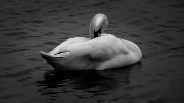 Siyah beyaz kuğu yakın plan