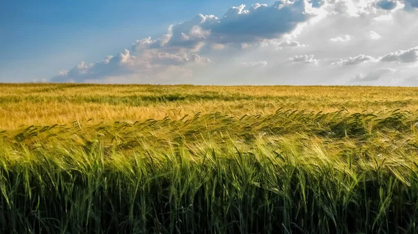 Mavi gökyüzü ve bulutlu sarı ve yeşil buğday tarlası.