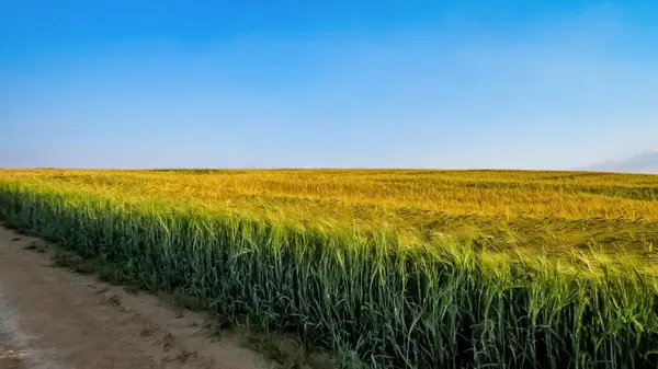 Sarı ve yeşil buğday tarlası Parlak mavi gökyüzü ve toprak yol