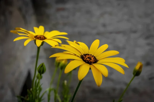 Sarı papatya çiçekleri kapanıyor