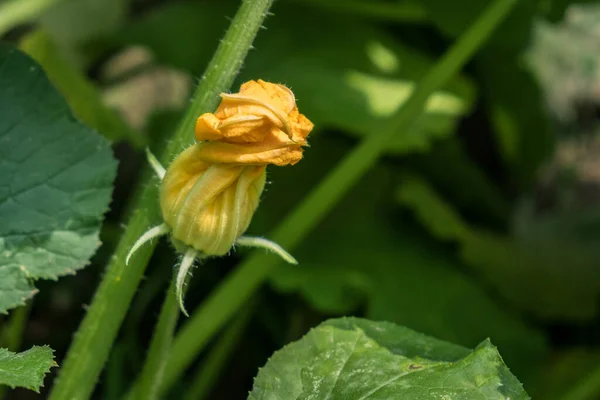 Bahçedeki kabak çiçeği - Cucurbita pepo