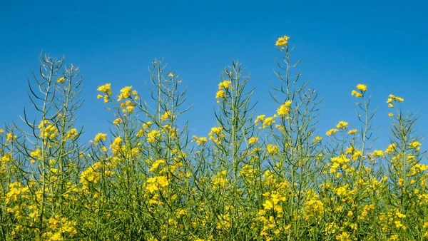 Yazın Açan Tecavüz Tohumu Çiçekleri