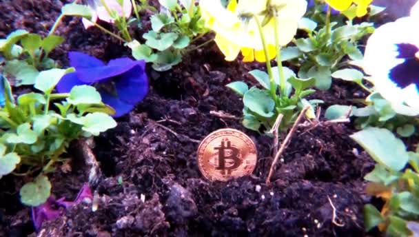 Crypto Bitcoin Groeit Plant Mijnbouw Ico Toekomstige — Stockvideo