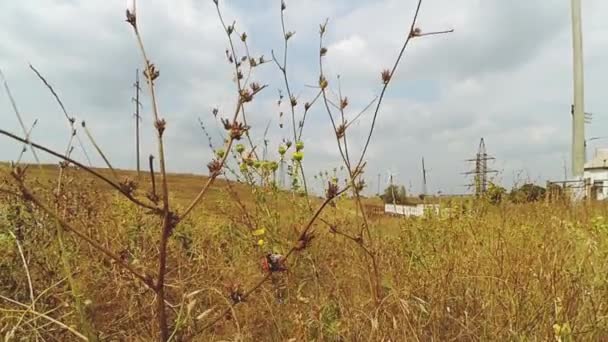 Güç Istasyonu Çiçek Ekoloji Sanayi Ortamı — Stok video