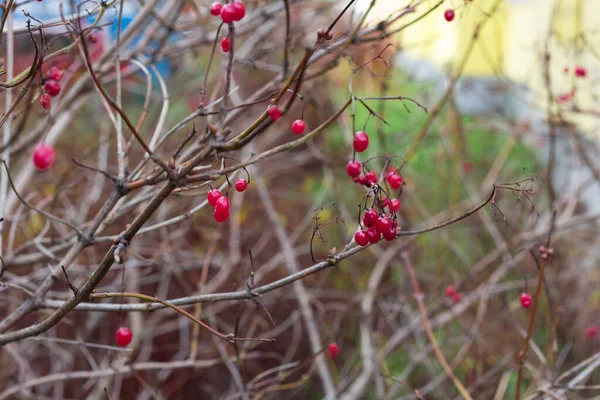 Πάγωμα του χειμώνα κόκκινο μούρο στους θάμνους στο χειμερινό κήπο — Φωτογραφία Αρχείου