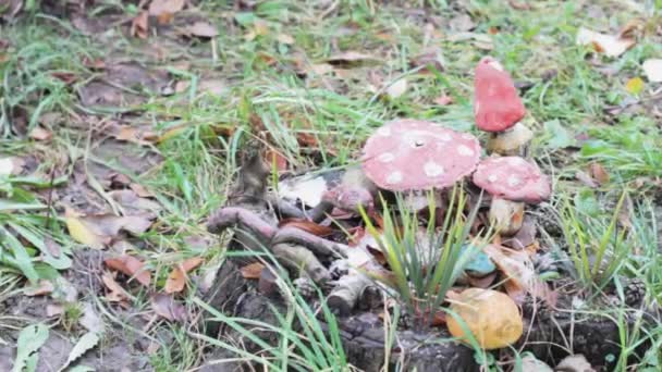 Funghi Nell Erba Del Giardino Inverno Pianta Decorazione Selvaggia — Video Stock