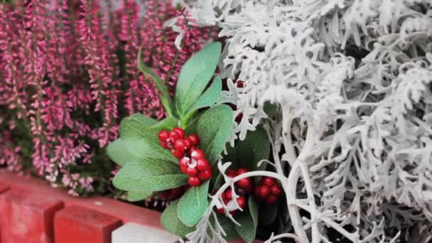 Flores Bayas Congeladas Planta Cristalina Invierno Conmocionado Cuento Hadas — Vídeos de Stock