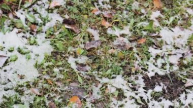 Karların altındaki çimenler. Bahçedeki donmuş bitkiler. Hava soğuk.