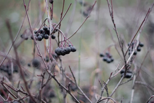 Baies noires sur les buissons. tons sombres. phytothérapie — Photo