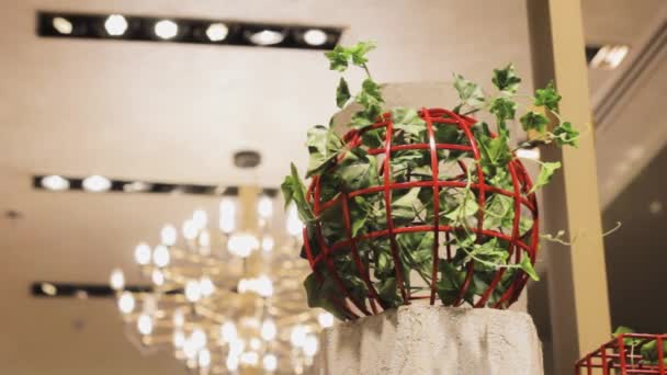 Pflanze Einem Gitter Angekettet Abstrakt Natur Muster Umwelt Geometrisch — Stockvideo