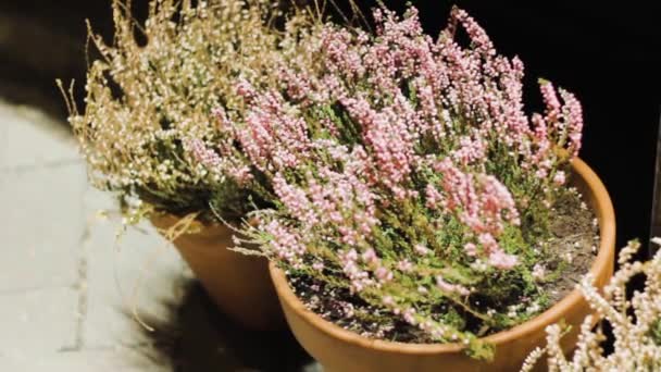 Gepotte Bloemen Een Steen Huis Nachtelijke Tuin Roze Kleur Decor — Stockvideo