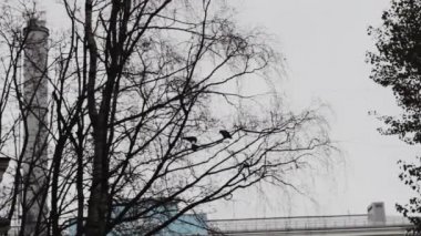 Kuzgun bir ağaç dalından havalanıyor. Yuvadan ayrılın. Kasvetli hava. depresyon
