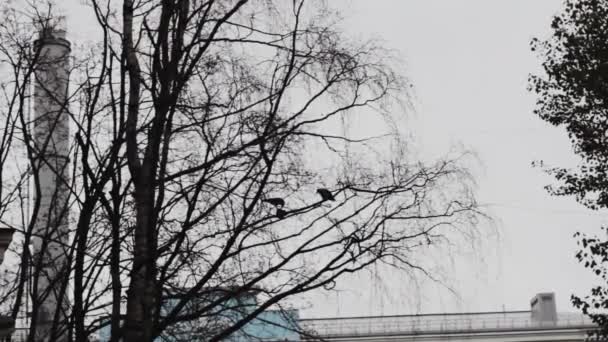 レイヴンは木の枝から離陸する巣から離れるんだ悲観的な天気 うつ病 — ストック動画