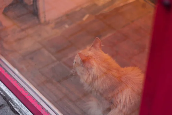 Κόκκινη γλυκιά γάτα στο παράθυρο ενός μαγαζιού με ζώα. περιμένοντας αγοραστή. — Φωτογραφία Αρχείου