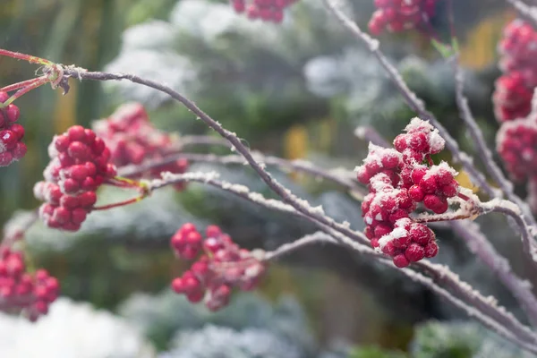 Παγωμένο κόκκινο μούρο στους θάμνους. Χειμερινή κηπουρική φύση. κοντινό πλάνο — Φωτογραφία Αρχείου