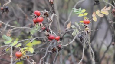 Kış organik meyveleriyle çalılıklarda kırmızı çilek