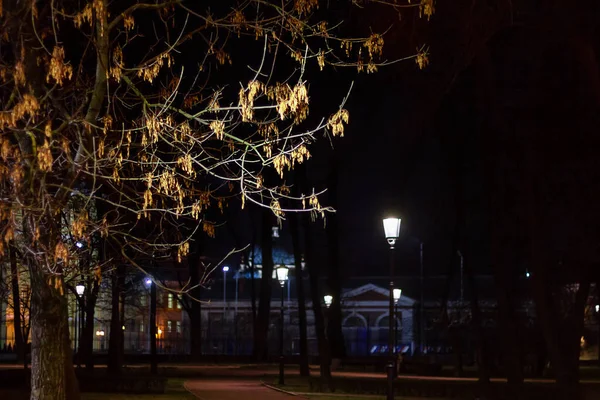 Parque noturno. ramos de árvore com iluminação. árvore lâmpada urbana. paisagem — Fotografia de Stock