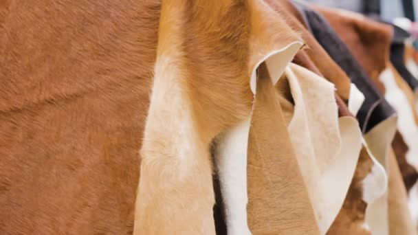 Επίδεσμος Από Δέρμα Αγελάδας Τεχνητό Οικολογικό Υλικό Προστασία Της Φύσης — Αρχείο Βίντεο