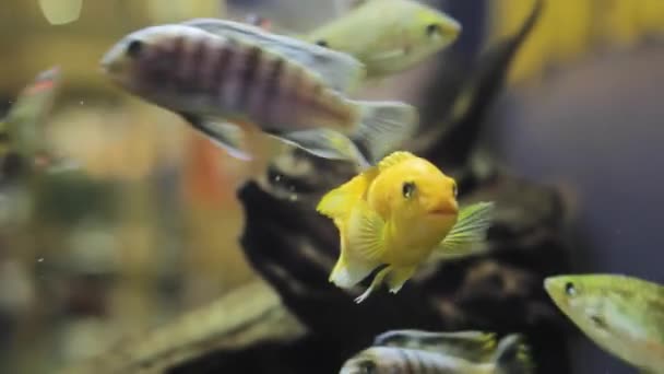 Peces Amarillos Movimiento Del Arrecife Del Acuario Multitud Vez — Vídeos de Stock