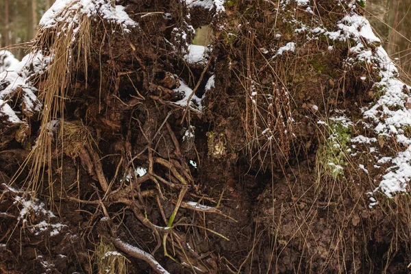 Sistema de raíces del árbol caído arrancado del bosque de nieve — Foto de Stock