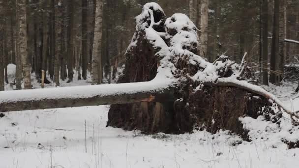 冬季森林里倒下的树在白雪下麻疹系统结霜 — 图库视频影像