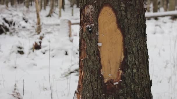 乔木树干结构树皮蓝木质地在冬季森林生物学中的应用 — 图库视频影像