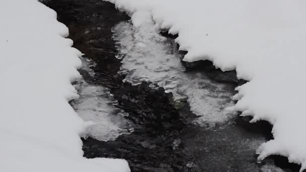 Inverno Floresta Córrego Água Doce Limpa Inverno Gelo — Vídeo de Stock