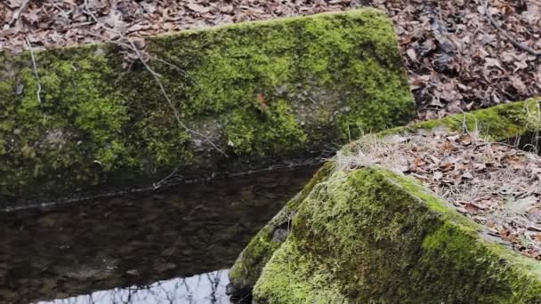 Pedras Musgo Perto Córrego Florestal Selvagem — Vídeo de Stock