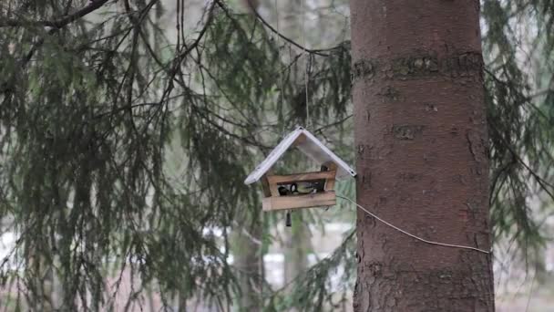 Alimentador Árbol Para Los Pájaros Ciudad Parque Hambre — Vídeos de Stock