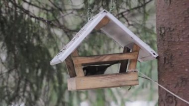 Kuşlar için ağaçta beslenen aç şehir parkı
