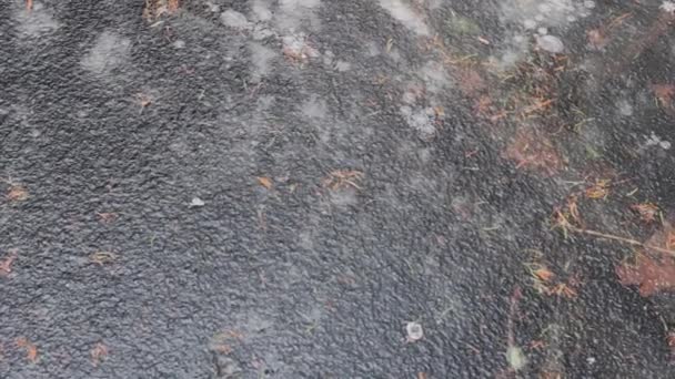 Feuilles Branches Sous Texture Gelée Glace — Video