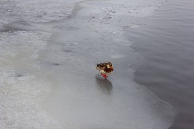 Ördek kışın buzda yüzecek.