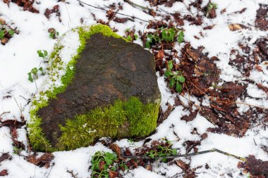 Karlı ormandaki yosunlardaki taşlar kuzeyde yetişir.