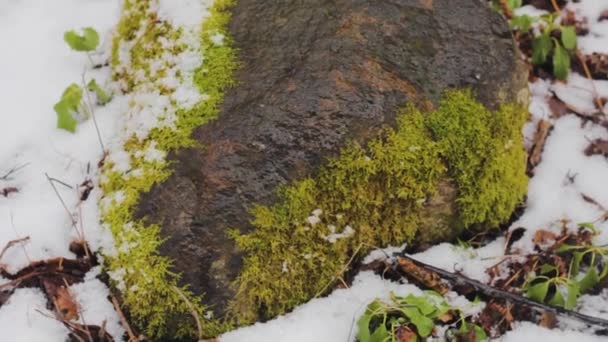 Pierre Dans Mousse Dans Forêt Enneigée Pousse Sur Vert Nord — Video