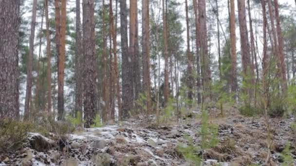 Pad Besneeuwd Bos Klimmen Bergpad Landschap — Stockvideo