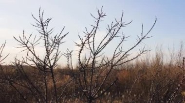 Yabani çalılar dikenli çalılar kurak dallar
