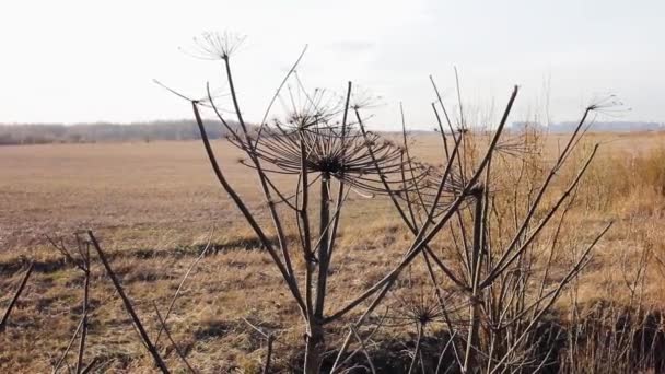 Сушена трава в сільськогосподарському полі сезон кліматичних змін — стокове відео